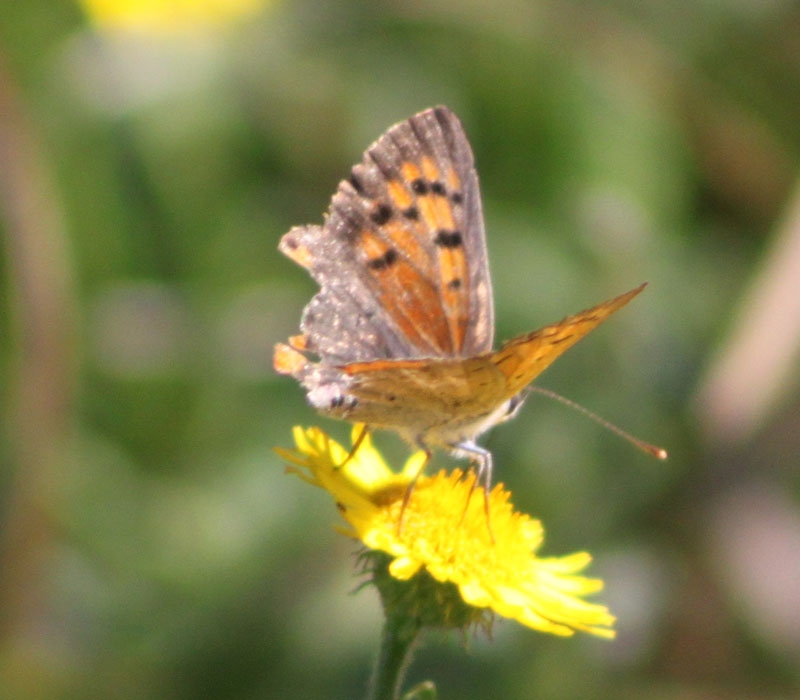 identificazione farfalla - Lycaena phlaeas